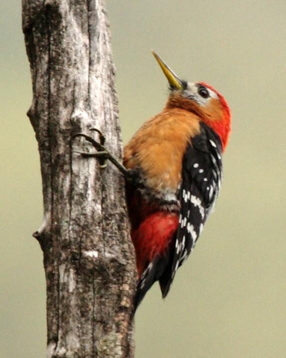 Rufous-bellied Woodpecker Photo by Rahul Kaushik