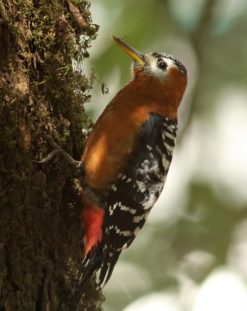 Rufous-bellied Woodpecker Photo by Garima Bhatia