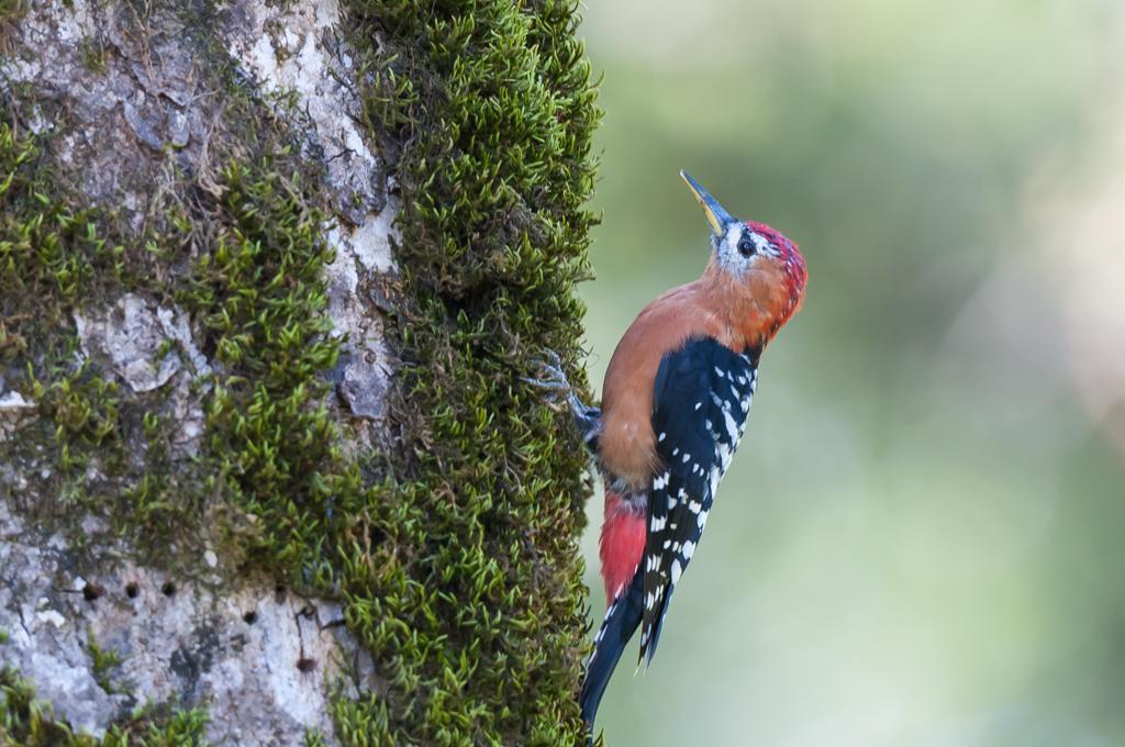 Rufous-bellied Woodpecker Photo by Kishore Bhargava