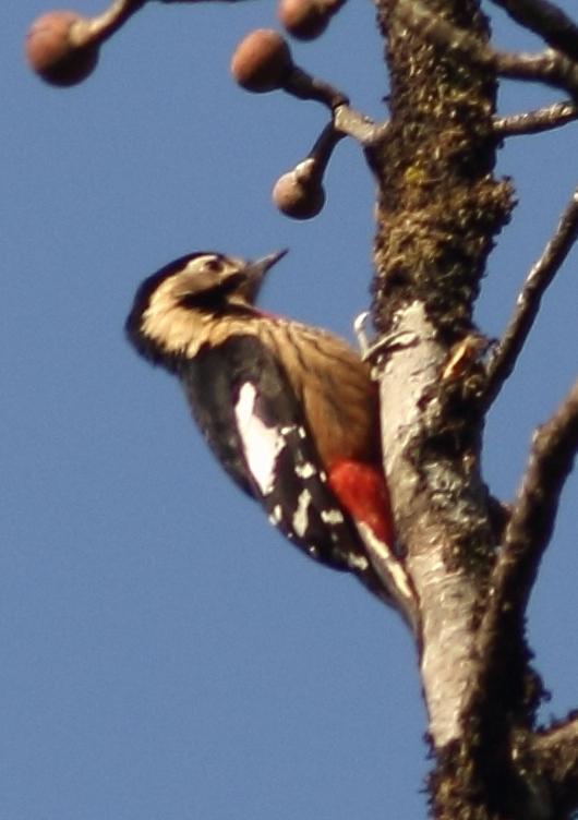 Crimson-breasted Woodpecker Photo by Lee Harding
