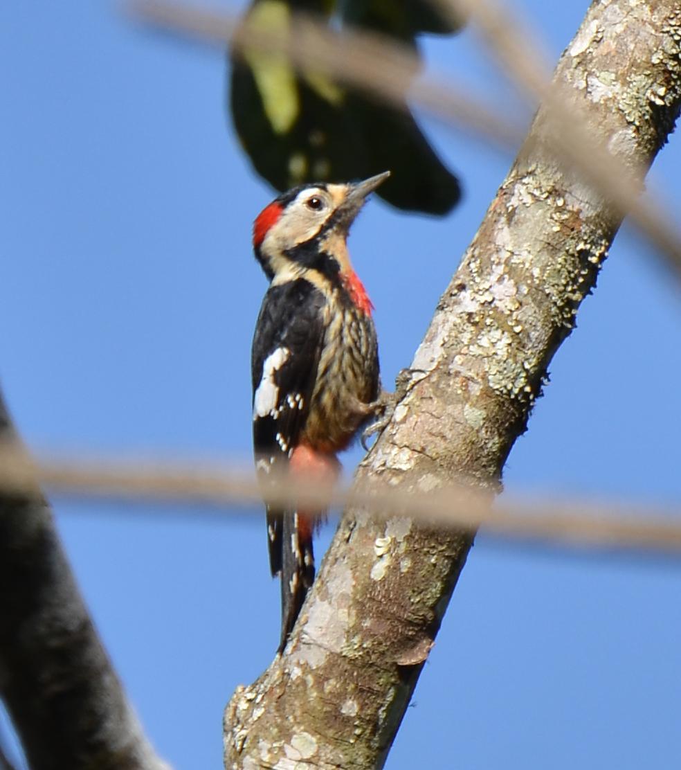 Crimson-breasted Woodpecker Photo by Uthai Cheummarung