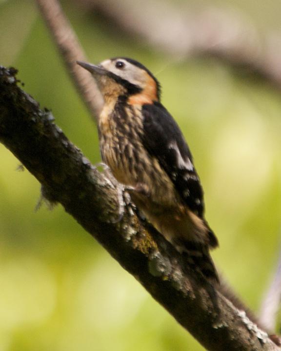 Crimson-breasted Woodpecker Photo by David Bishop