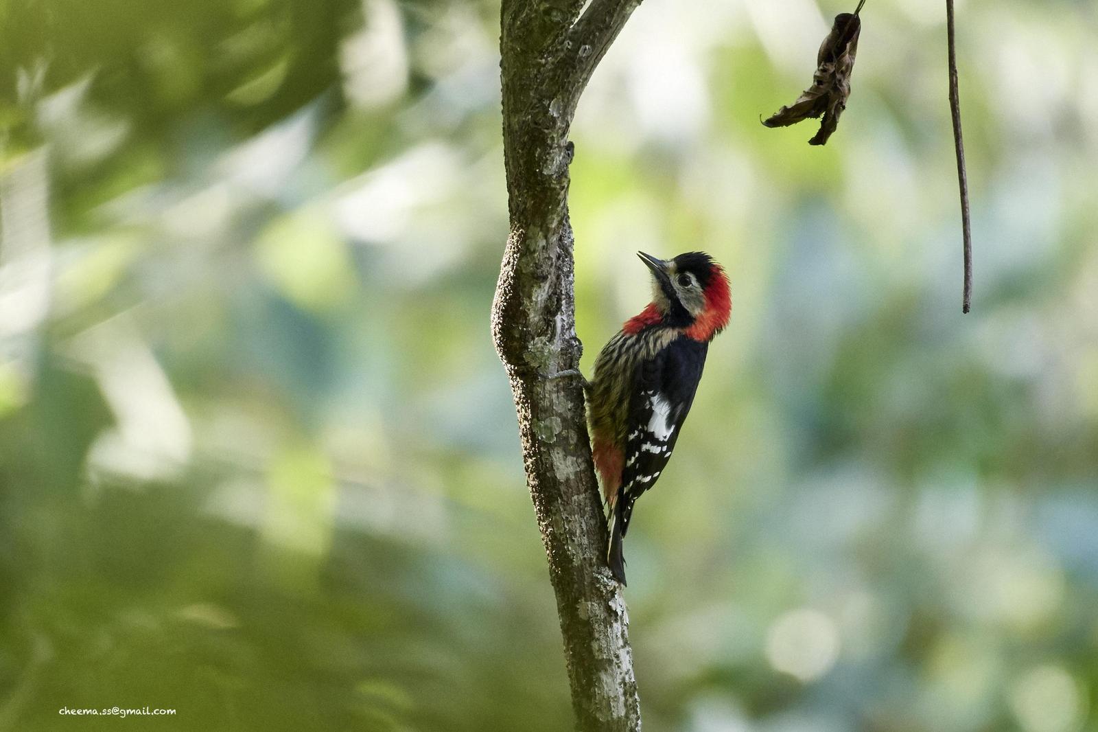 Crimson-breasted Woodpecker Photo by Simepreet Cheema