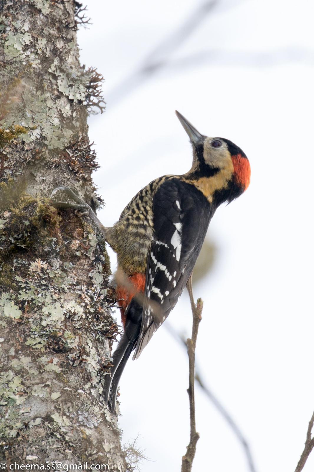 Darjeeling Woodpecker Photo by Simepreet Cheema