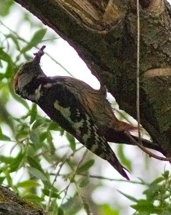 Middle Spotted Woodpecker Photo by Stephen Daly