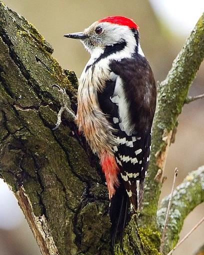 Middle Spotted Woodpecker Photo by Francesco Veronesi