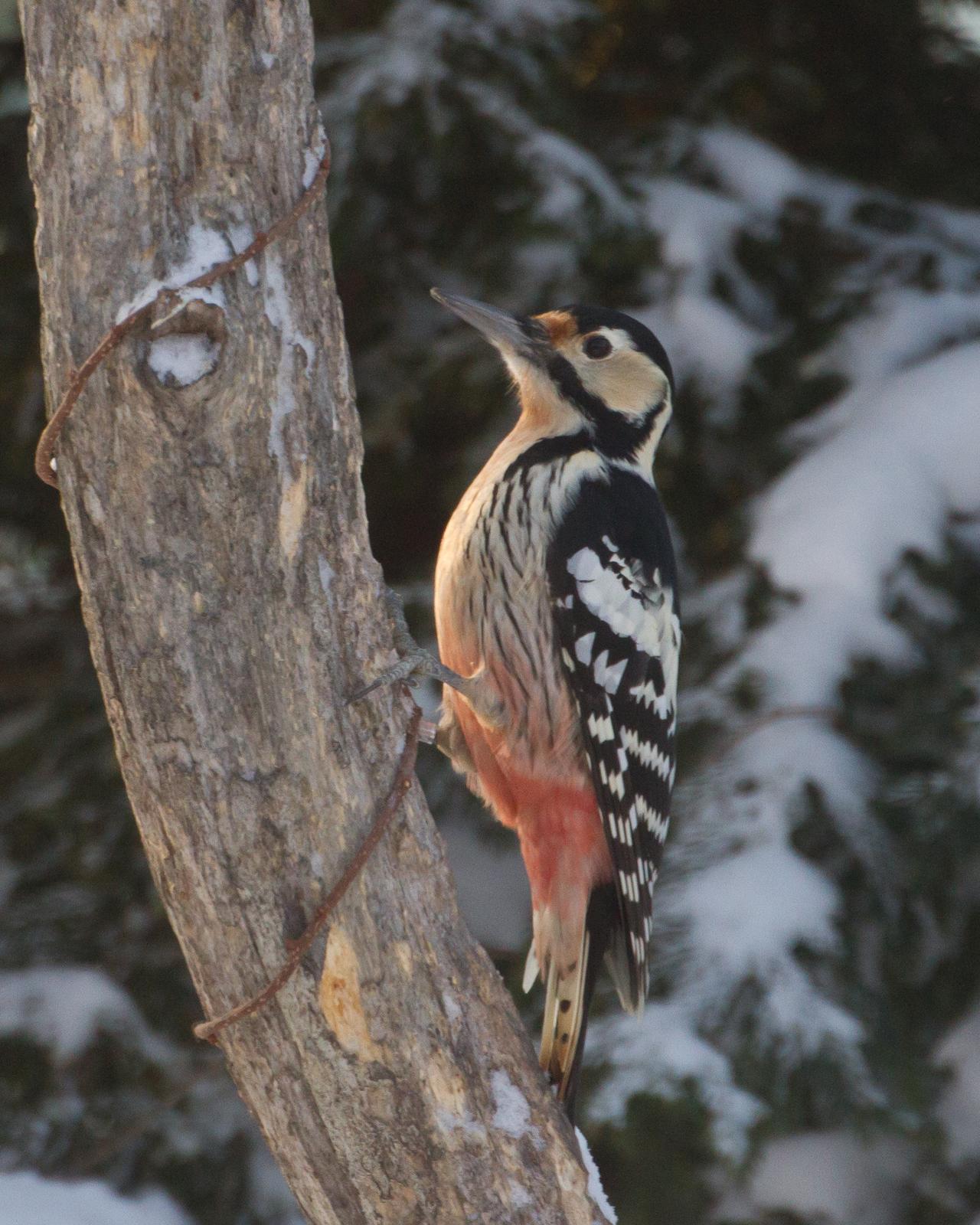 White-backed Woodpecker Photo by Kasia  Ganderska Someya 