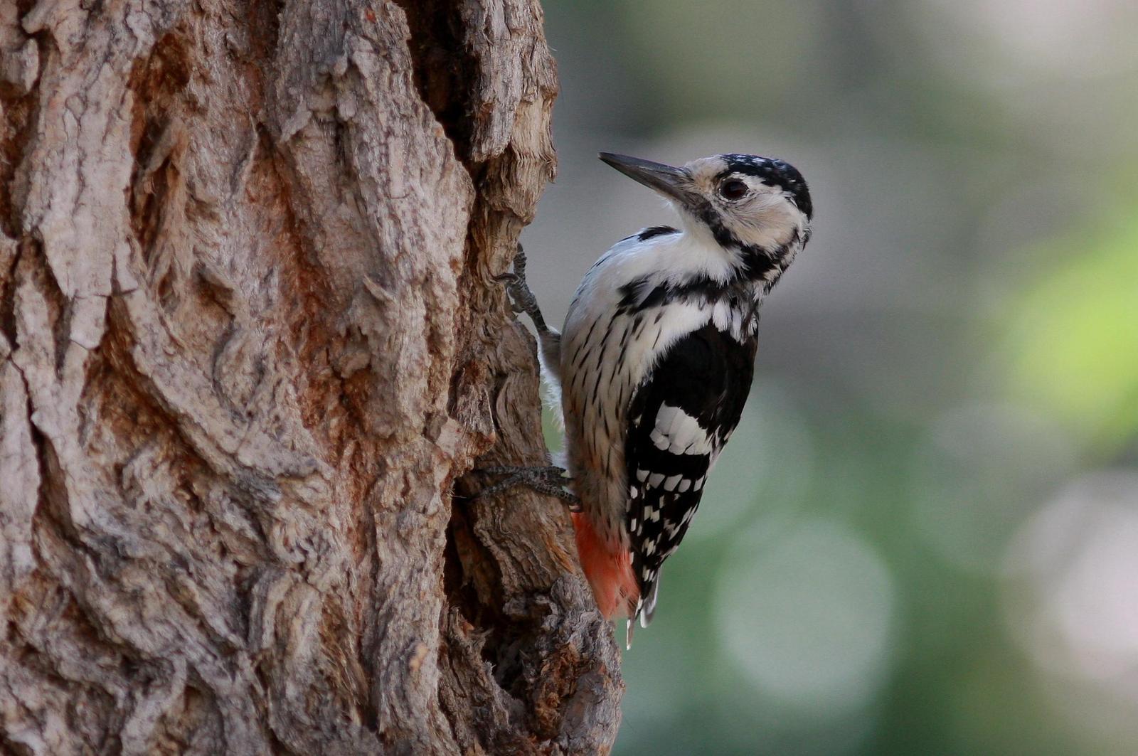 White-backed Woodpecker Photo by Mu-Chi Tsai