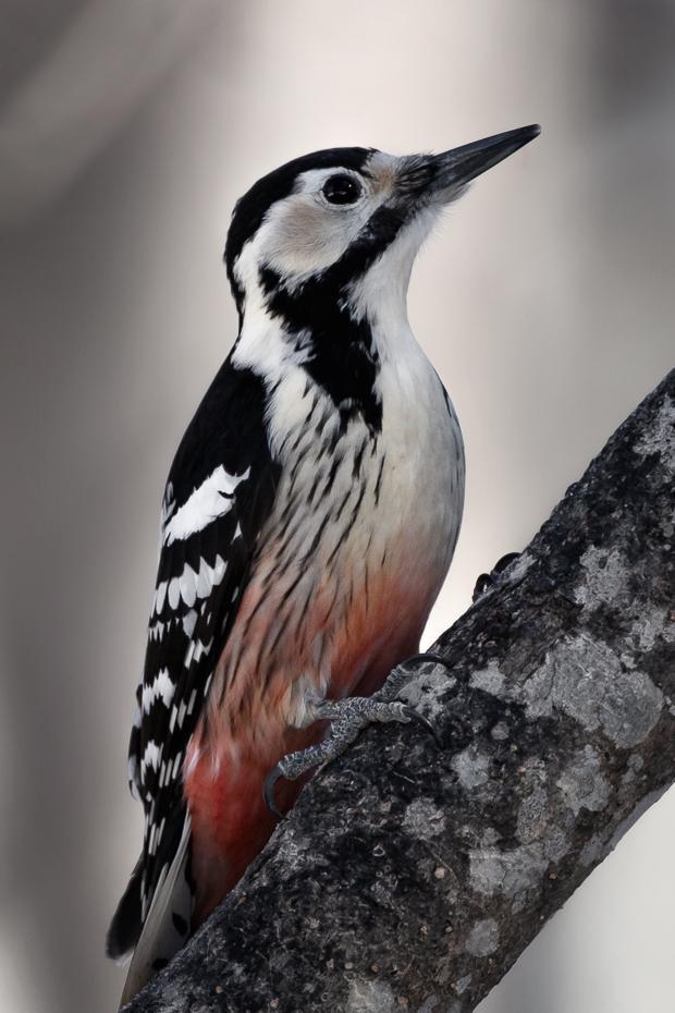 White-backed Woodpecker Photo by Julie Edgley