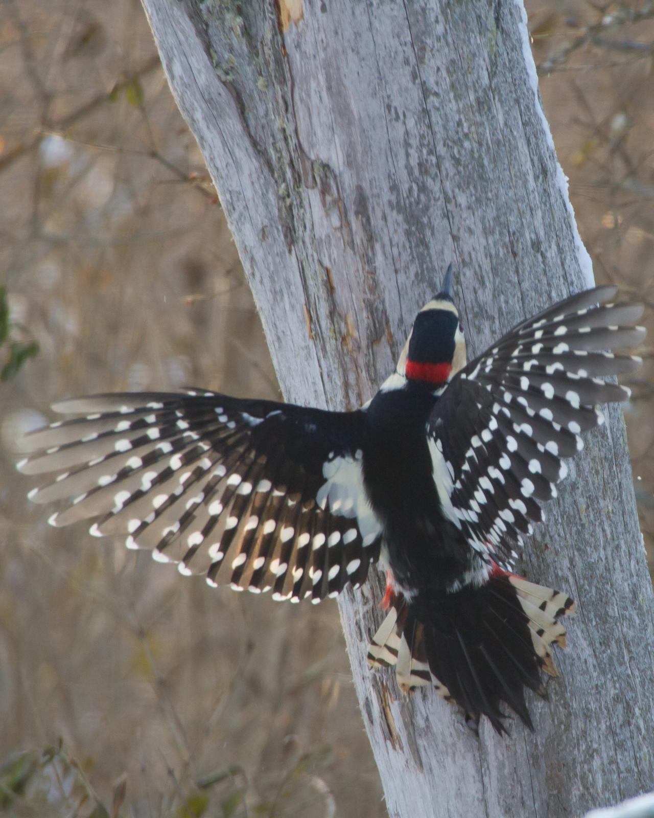 Great Spotted Woodpecker Photo by Kasia  Ganderska Someya 