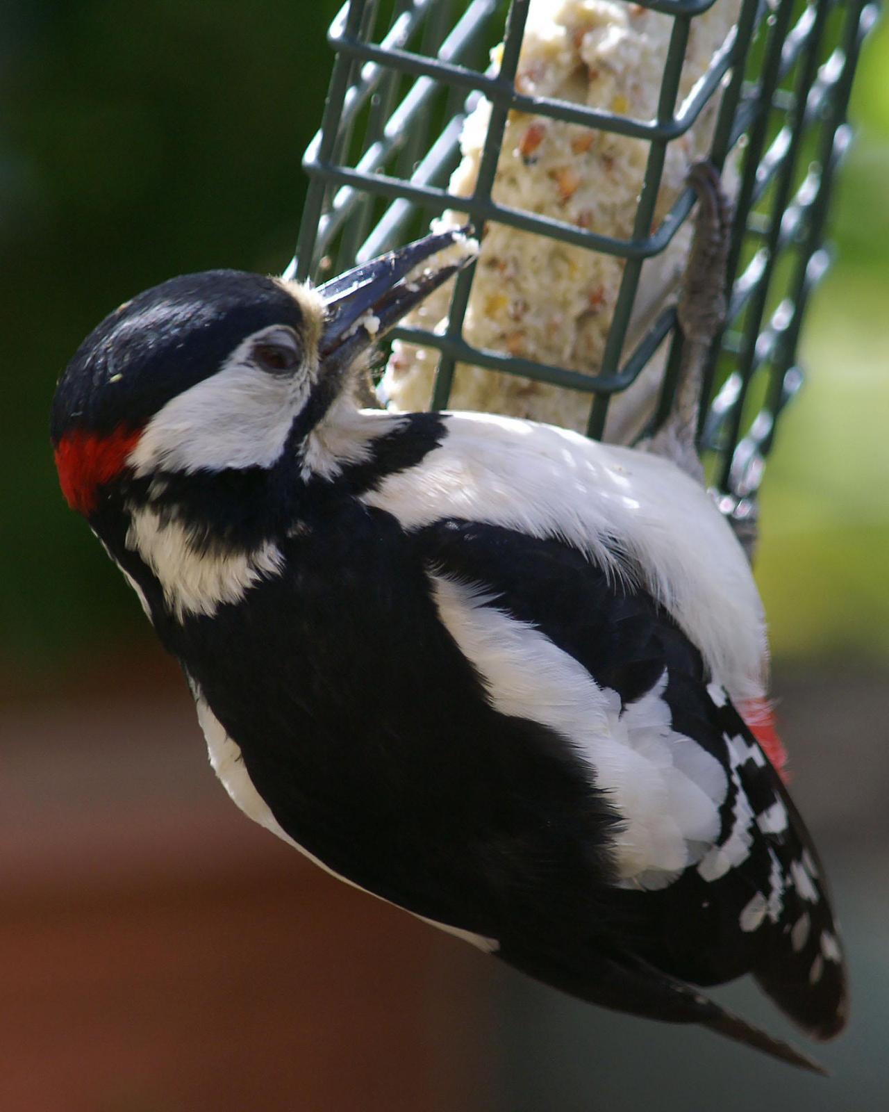 Great Spotted Woodpecker Photo by Steve Percival