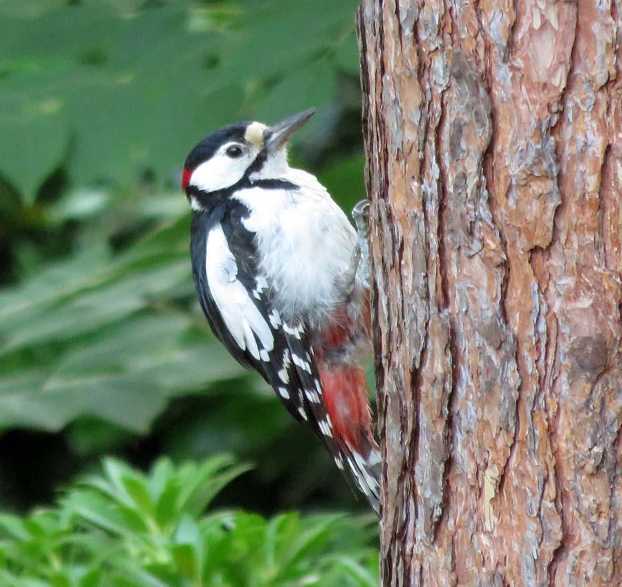 Great Spotted Woodpecker Photo by Peter Boesman