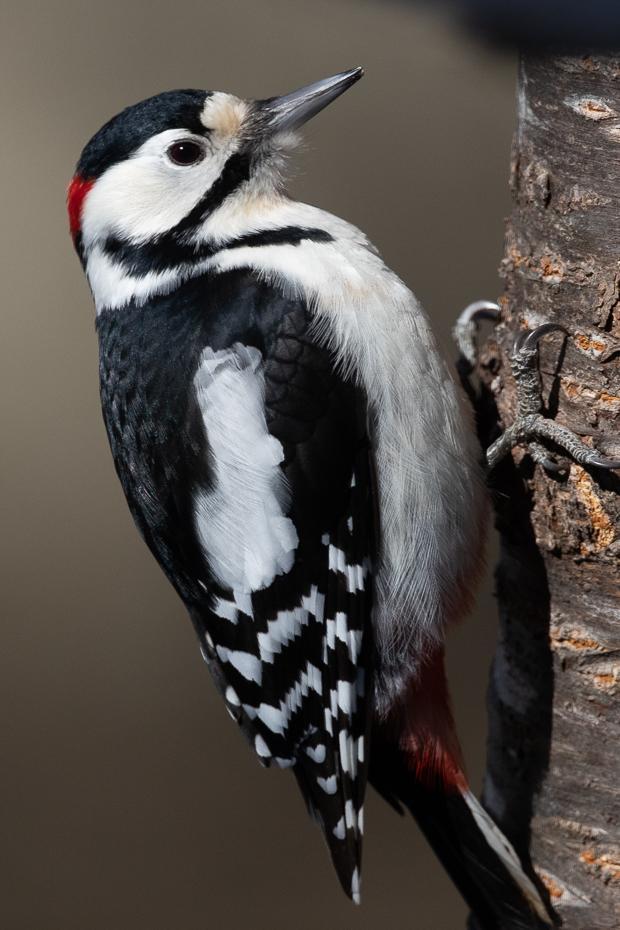 Great Spotted Woodpecker Photo by Julie Edgley