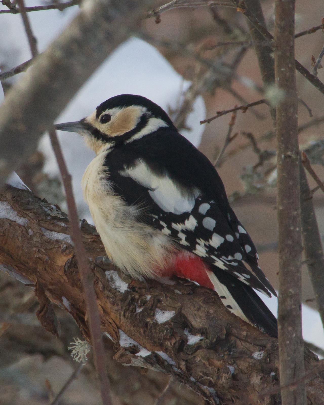 Great Spotted Woodpecker Photo by Kasia  Ganderska Someya 
