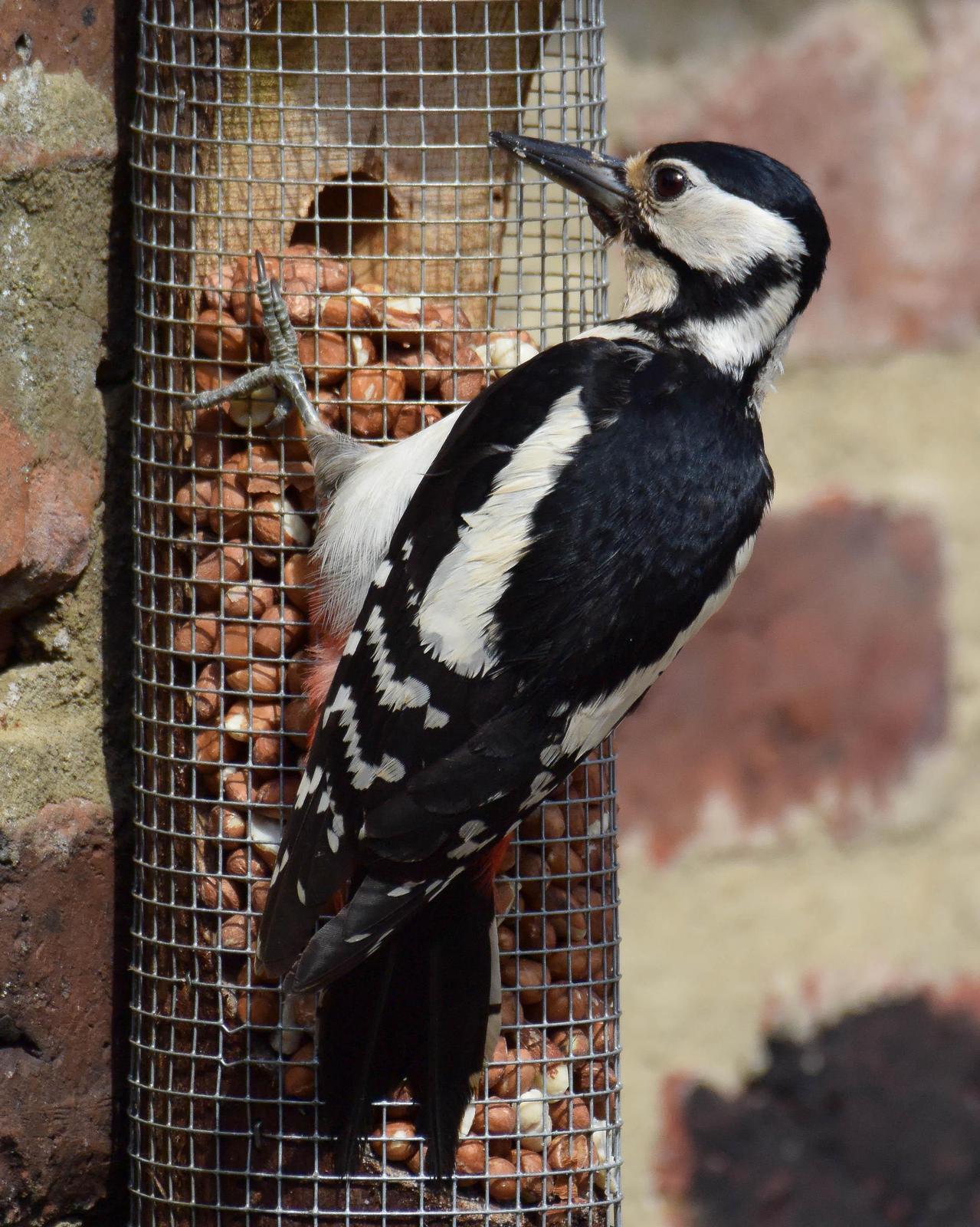 Great Spotted Woodpecker Photo by Steve Percival