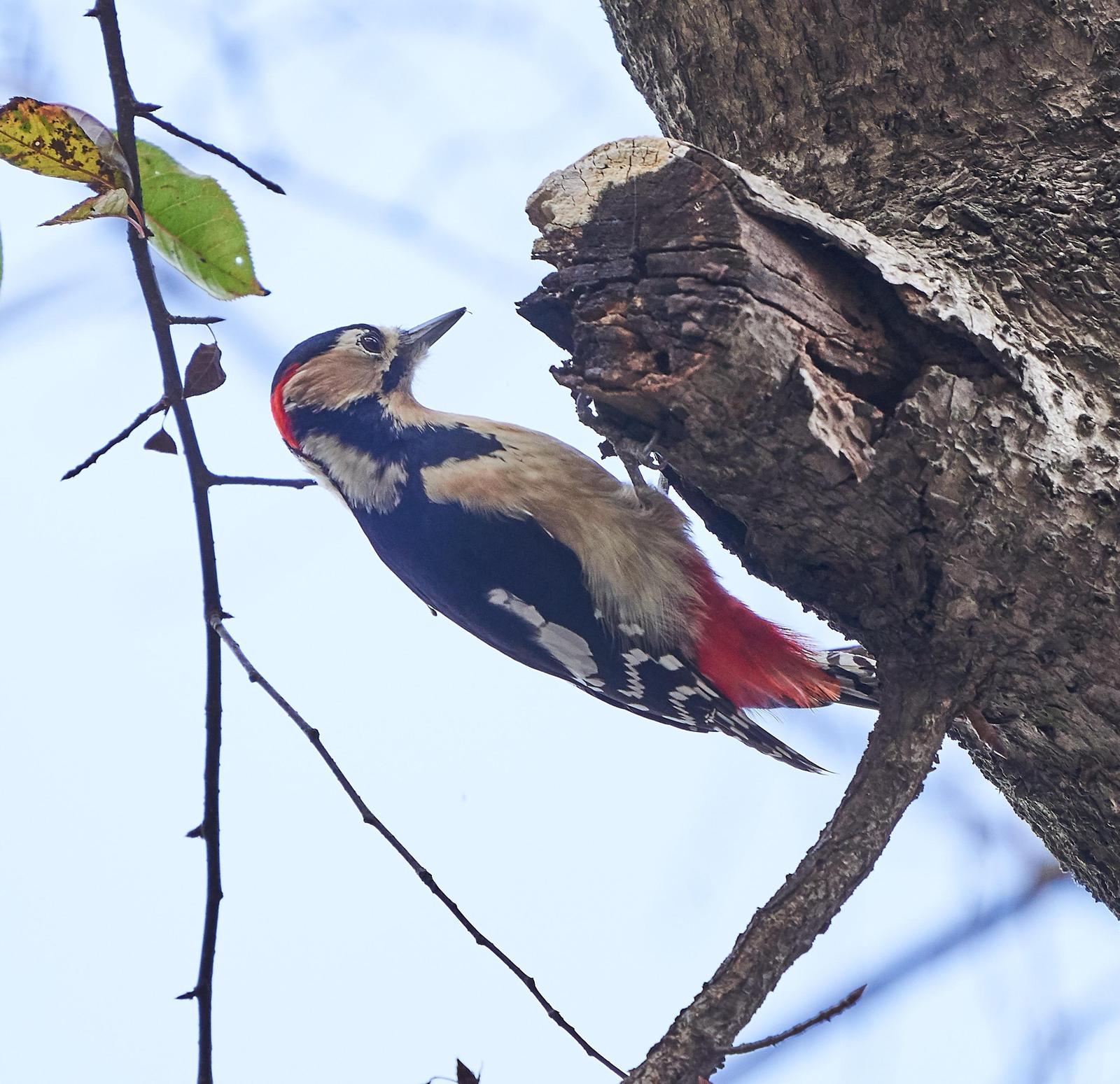 Great Spotted Woodpecker Photo by Steven Cheong