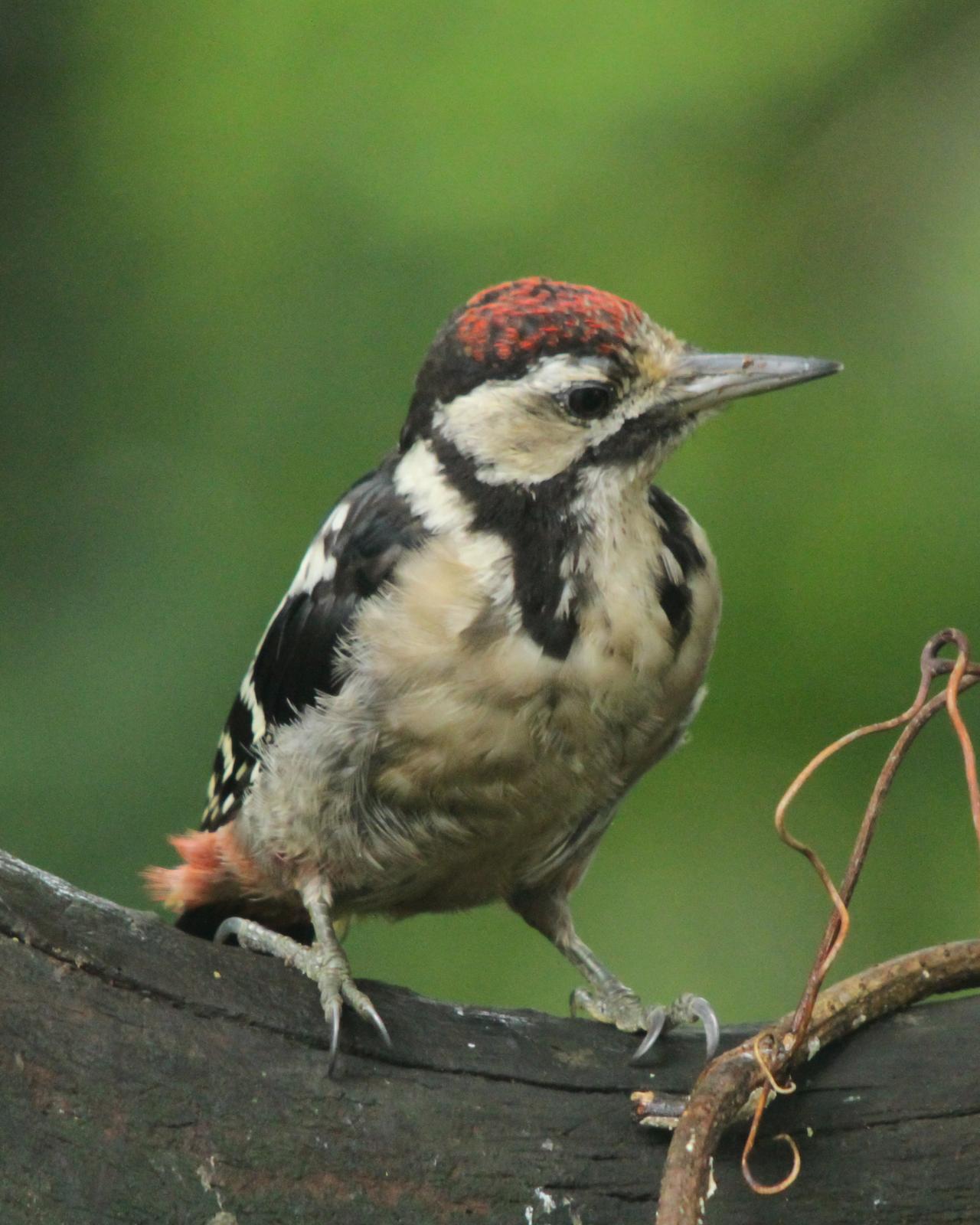 Great Spotted Woodpecker Photo by Kasia  Ganderska Someya 