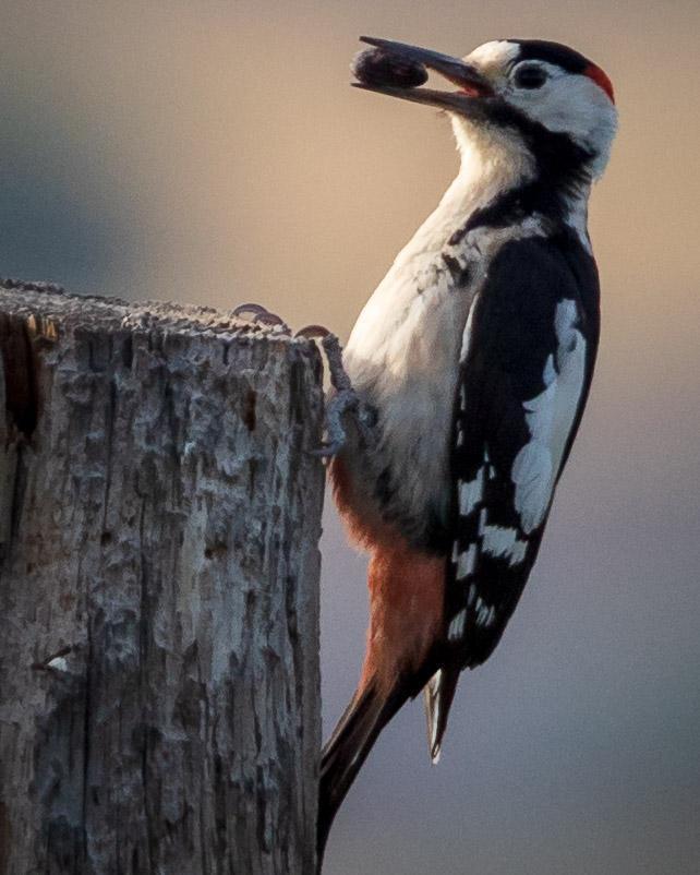 Syrian Woodpecker Photo by Alan Fieldus