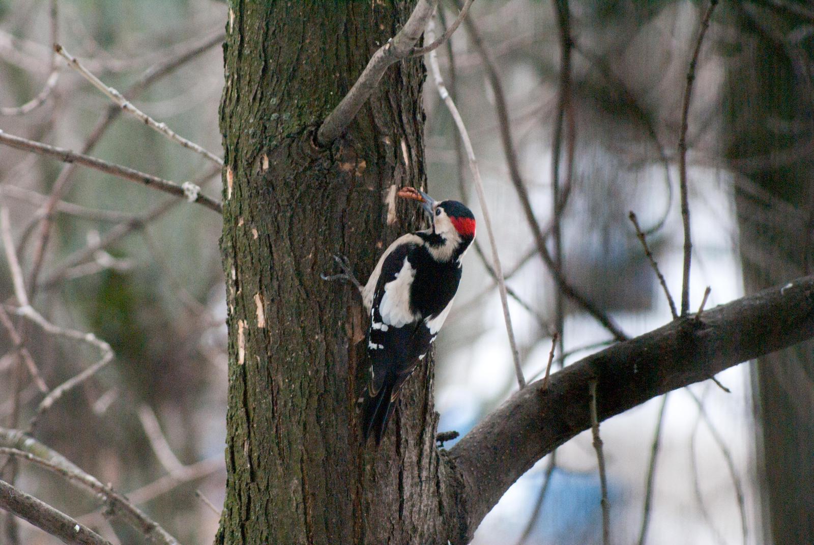 Syrian Woodpecker Photo by African Googre