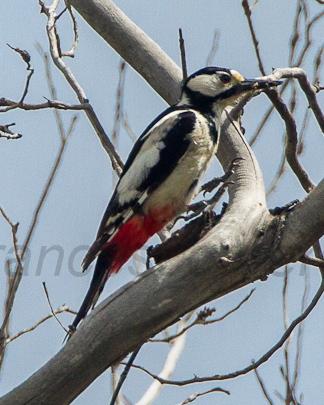 White-winged Woodpecker Photo by Francesco Veronesi