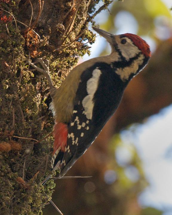 Himalayan Woodpecker Photo by David Bishop