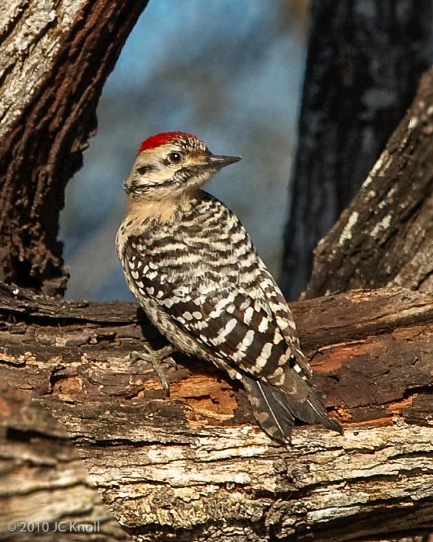 Ladder-backed Woodpecker Photo by JC Knoll