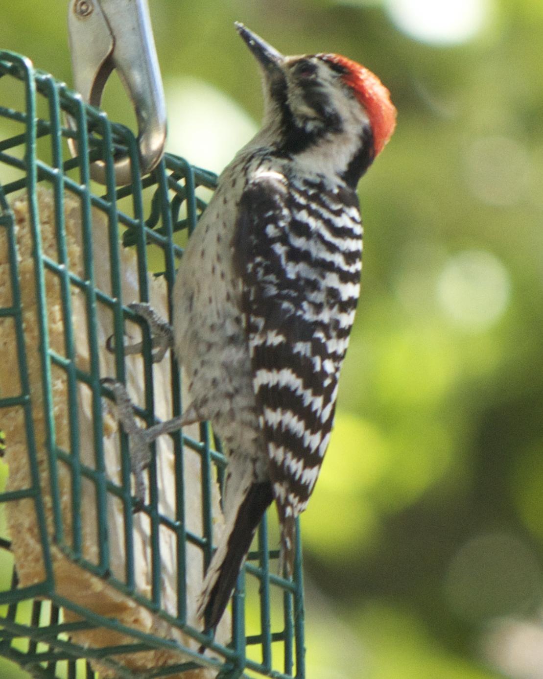 Ladder-backed Woodpecker Photo by Mark Baldwin