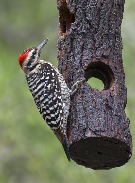 Ladder-backed Woodpecker Photo by Dan Tallman