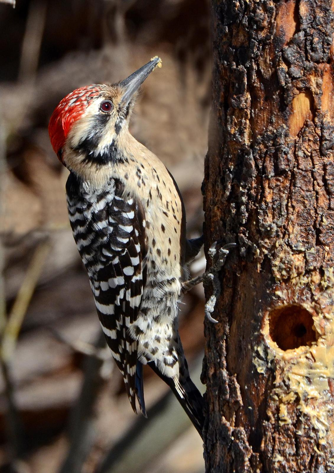 Ladder-backed Woodpecker Photo by Steven Mlodinow