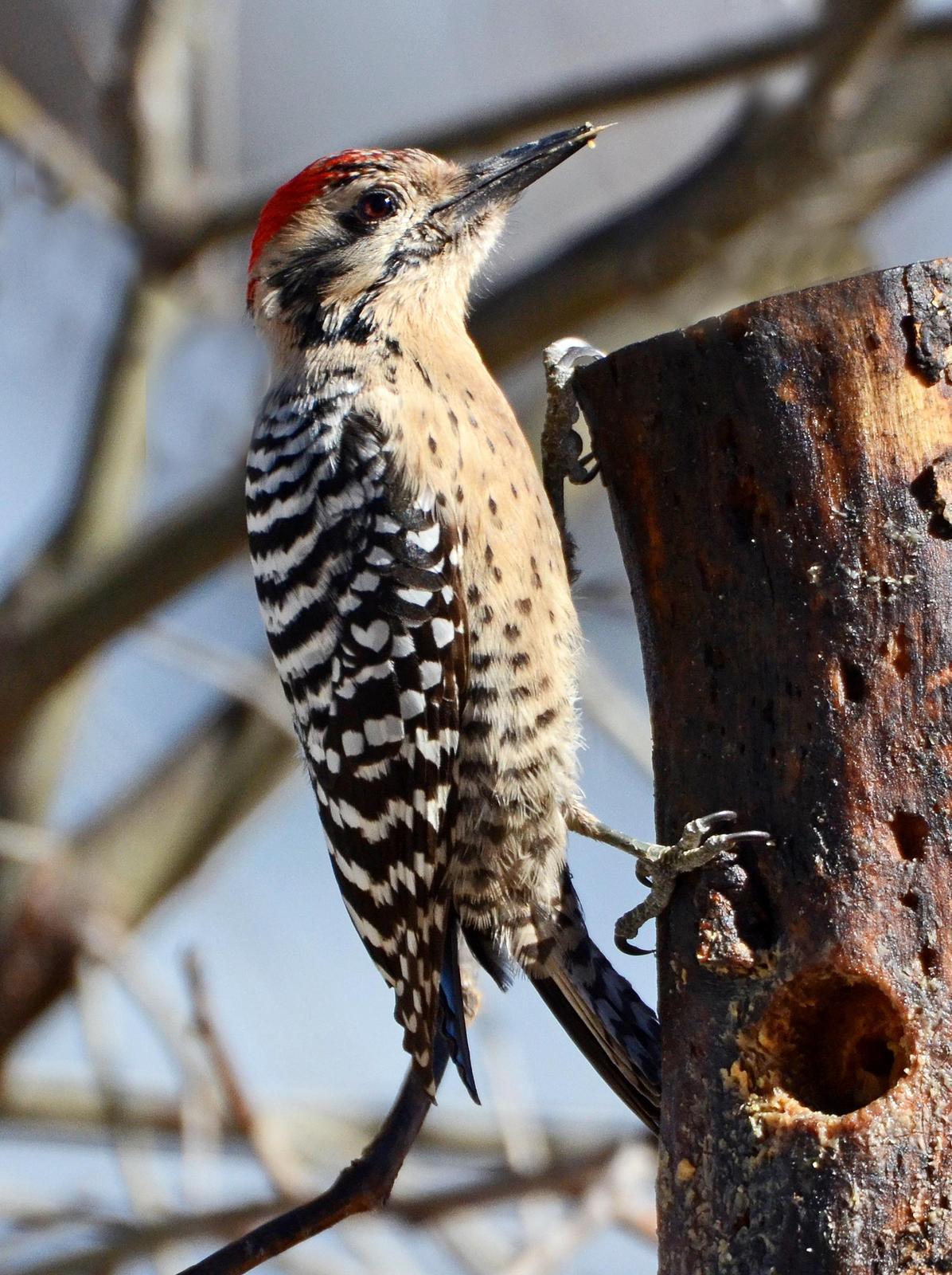 Ladder-backed Woodpecker Photo by Steven Mlodinow