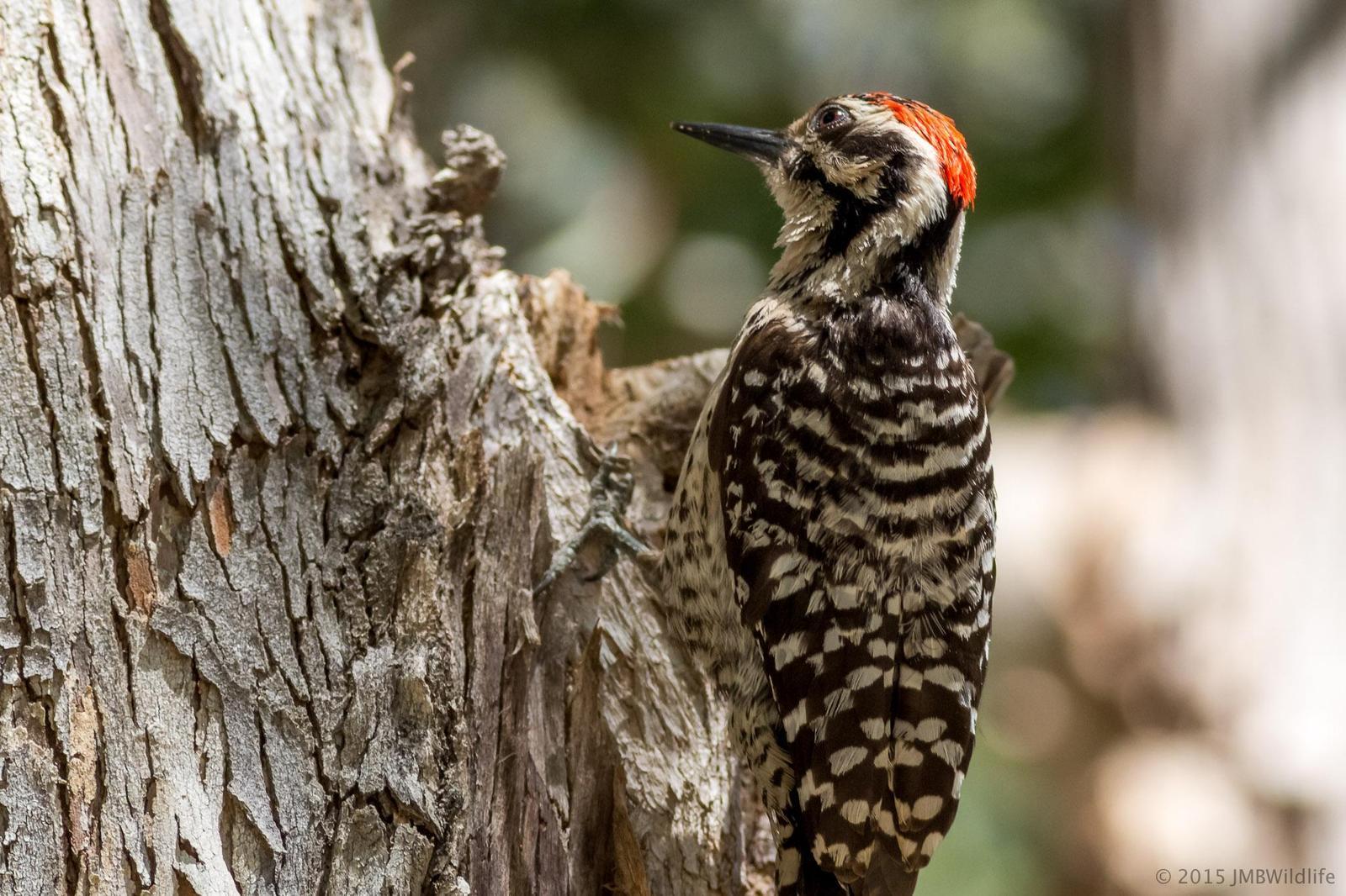 Ladder-backed Woodpecker Photo by Jeff Bray