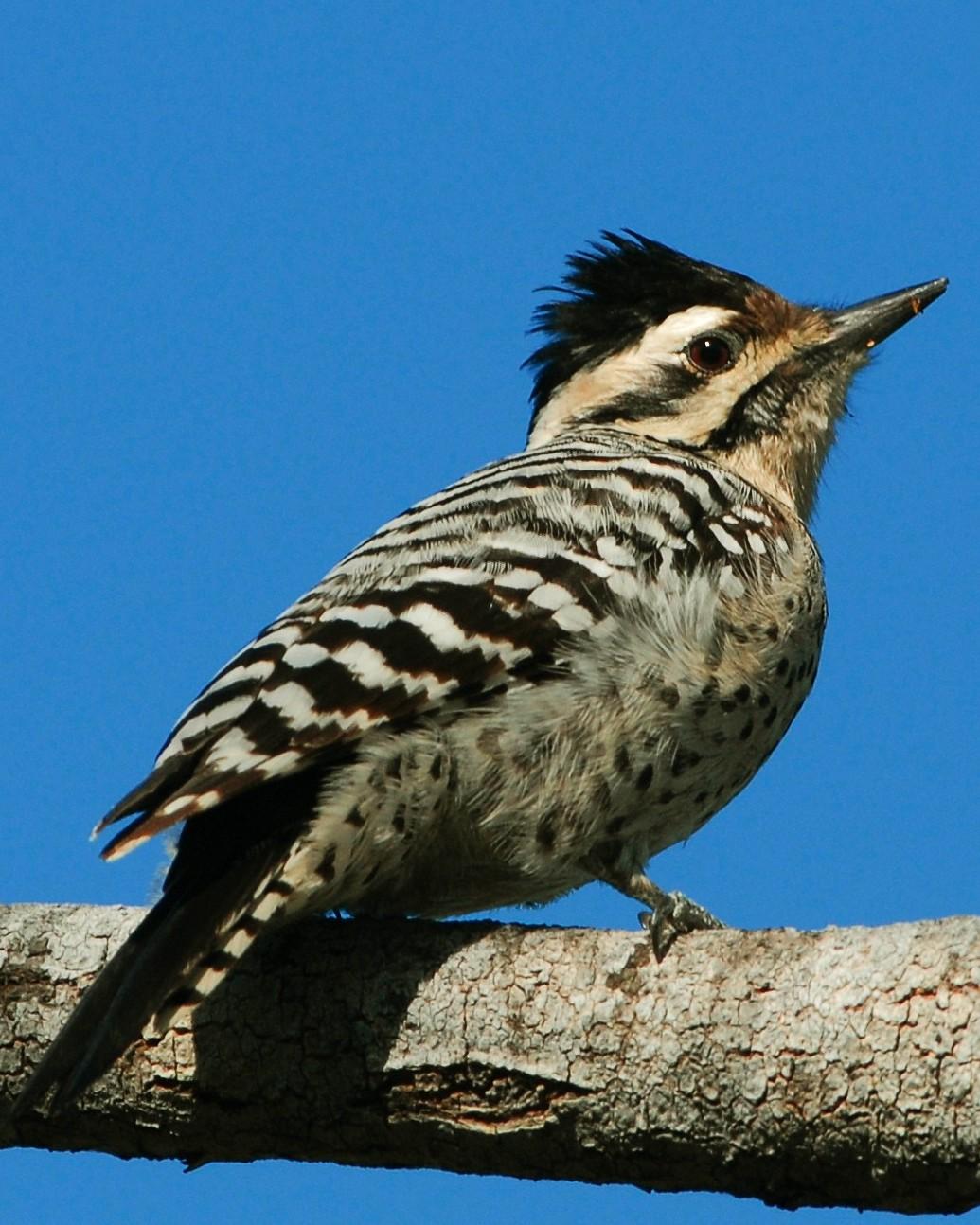 Ladder-backed Woodpecker Photo by David Hollie