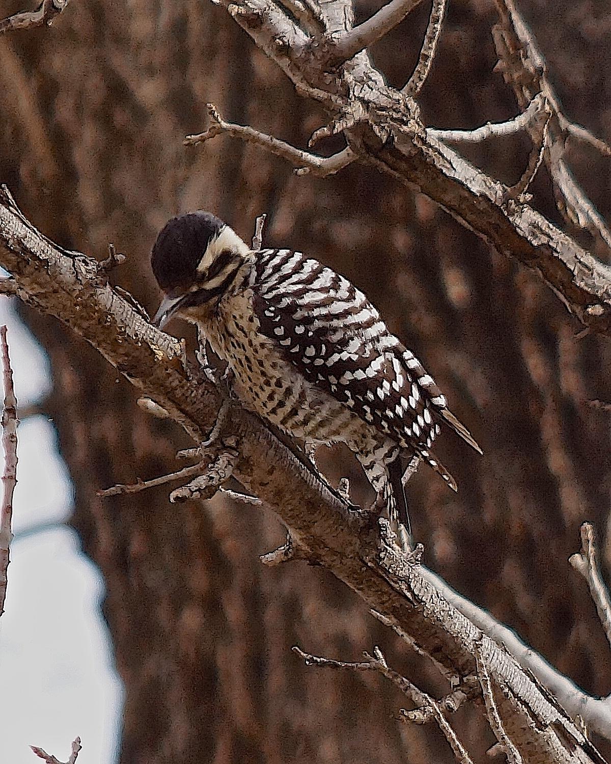 Ladder-backed Woodpecker Photo by Gerald Hoekstra