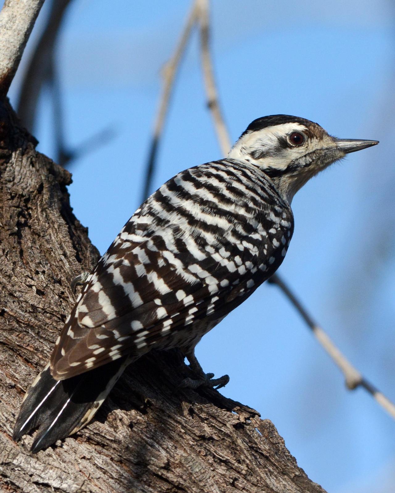 Ladder-backed Woodpecker Photo by David Hollie
