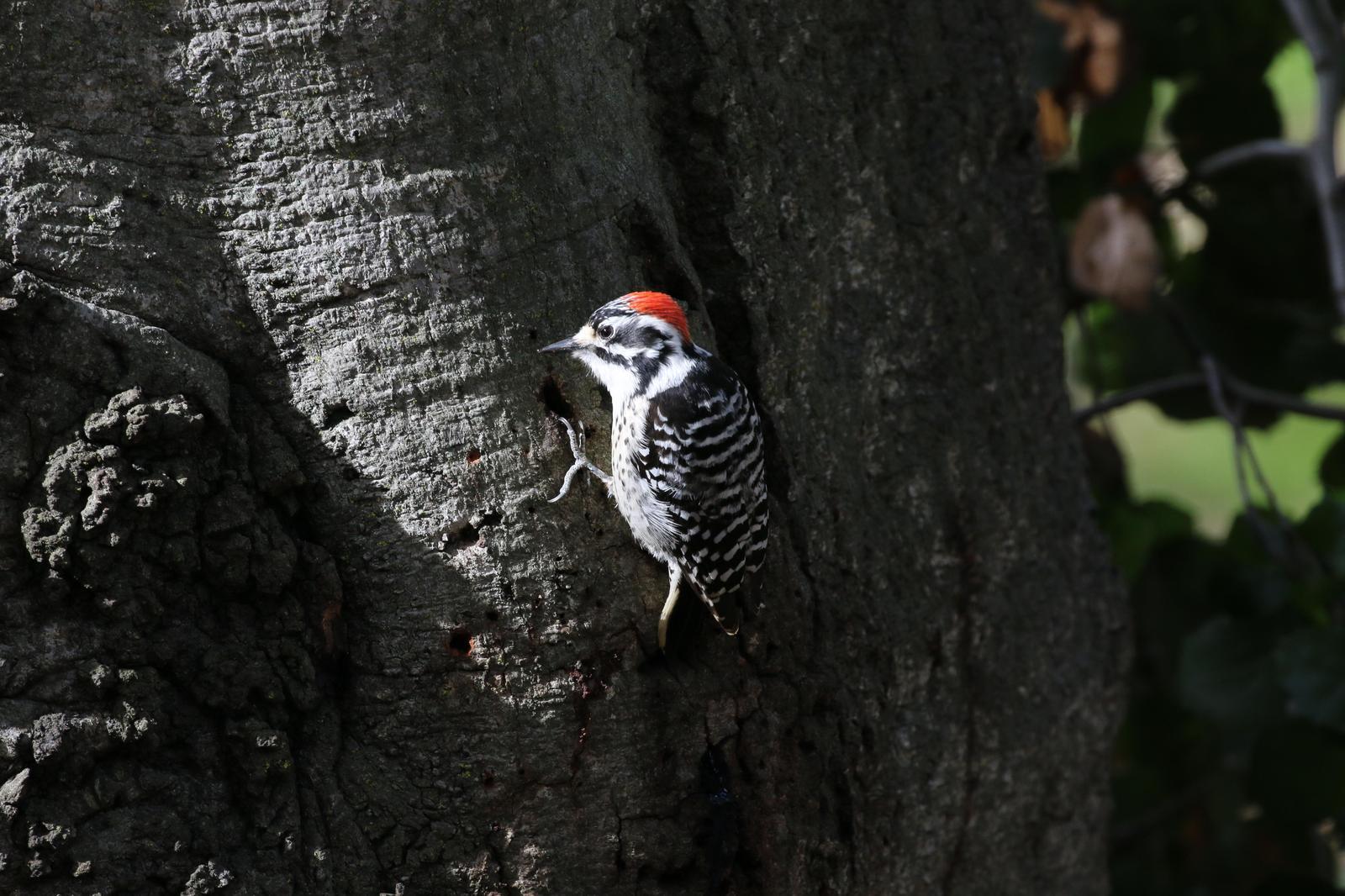 Nuttall's Woodpecker Photo by Richard Jeffers