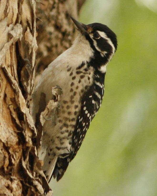 Nuttall's Woodpecker Photo by Oscar Johnson
