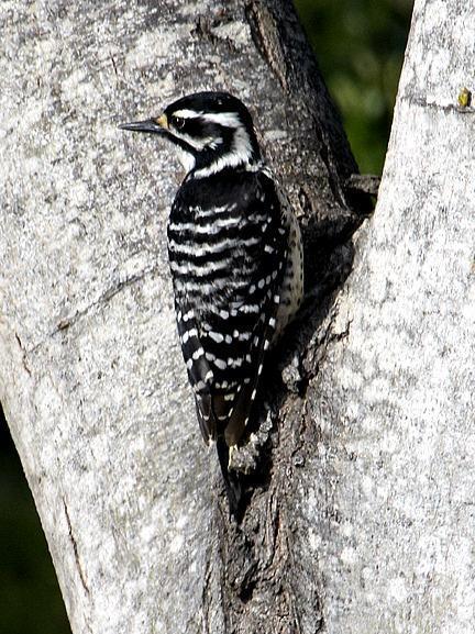 Nuttall's Woodpecker Photo by Dan Tallman