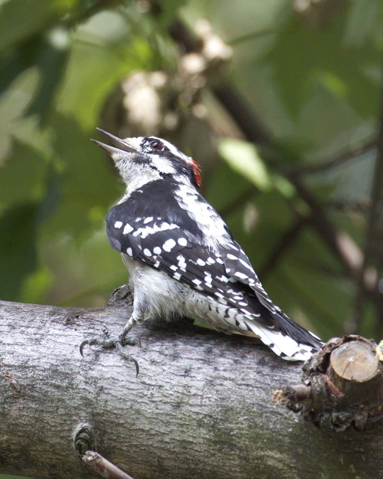 Downy Woodpecker Photo by Joshua Jones