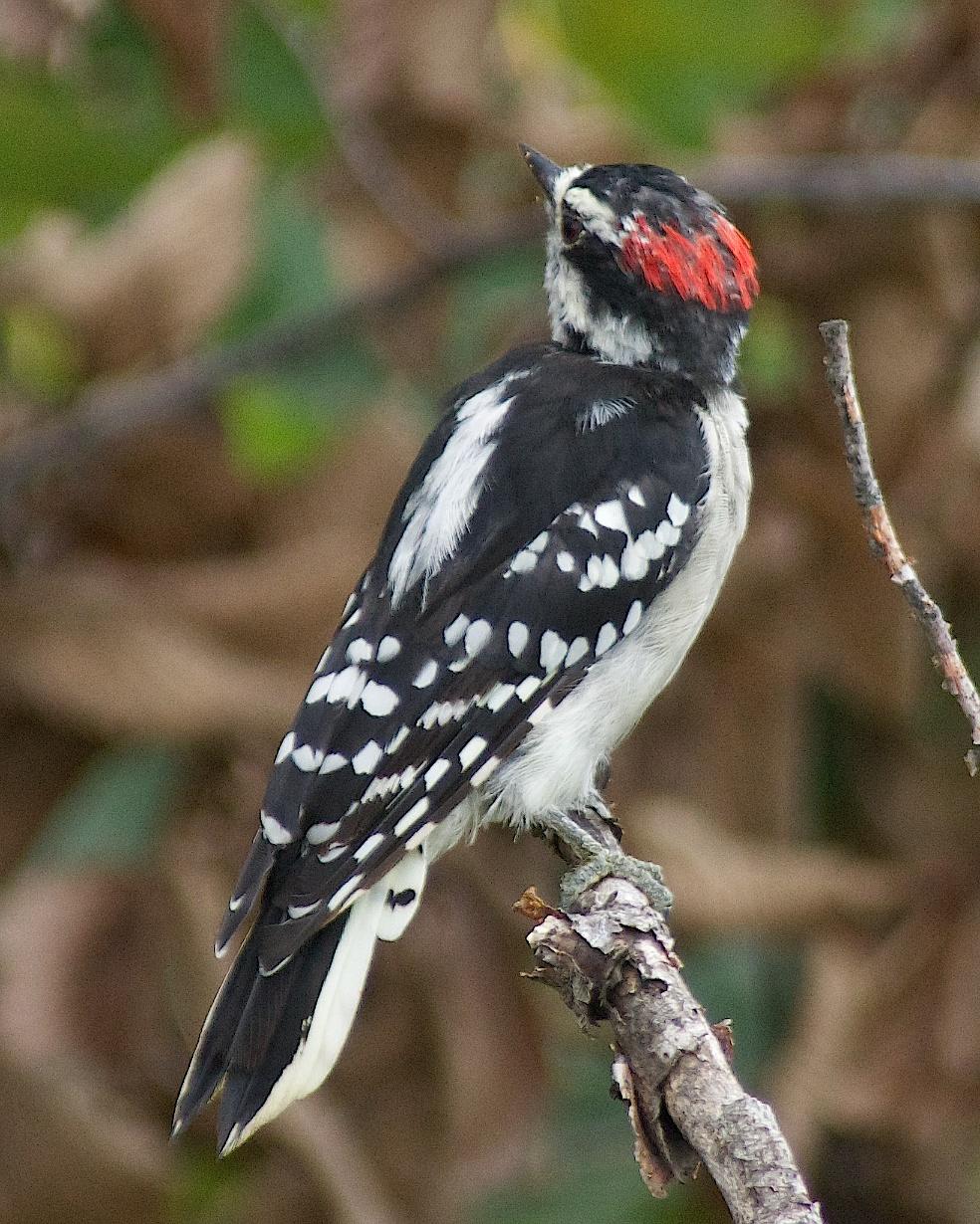 Downy Woodpecker Photo by Gerald Hoekstra