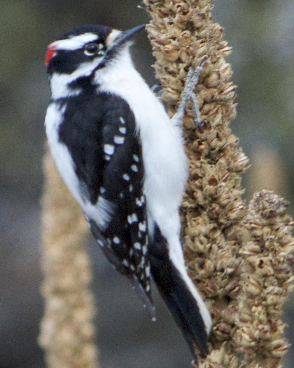 Downy Woodpecker Photo by Mark Baldwin