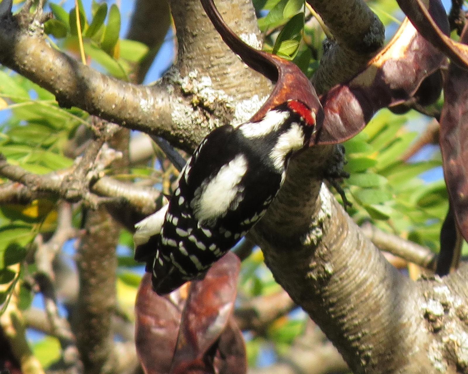 Downy Woodpecker Photo by Kelly Preheim