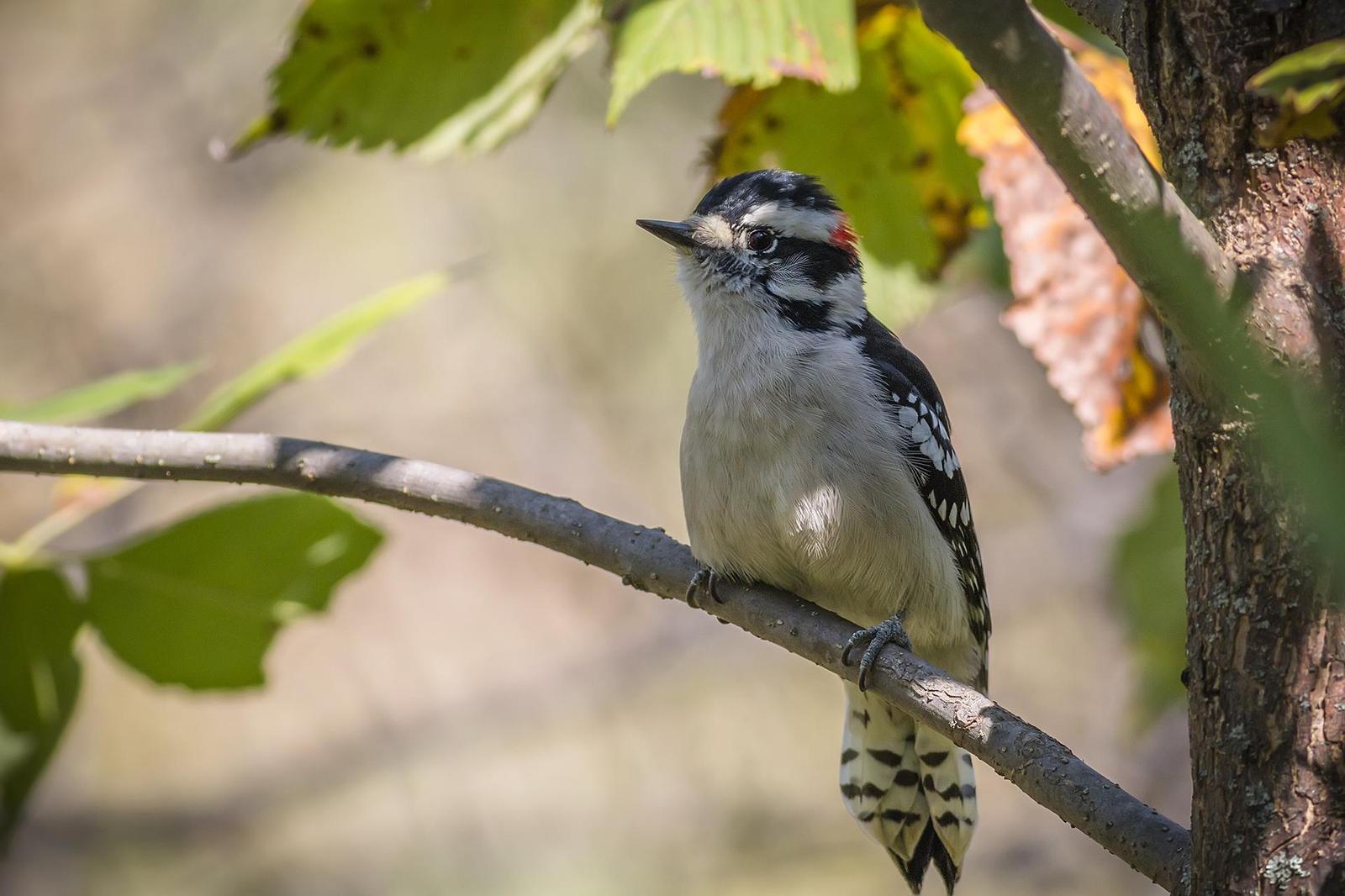 Downy Woodpecker Photo by Ryan Jones