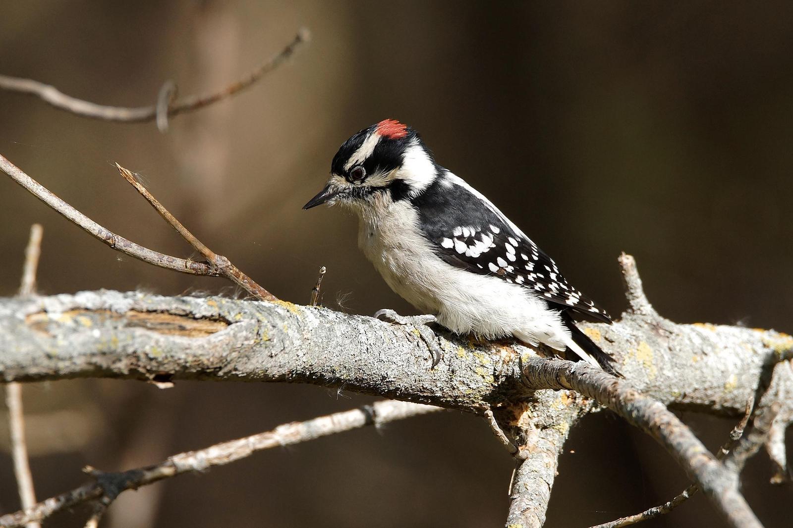 Downy Woodpecker Photo by Gerald Hoekstra