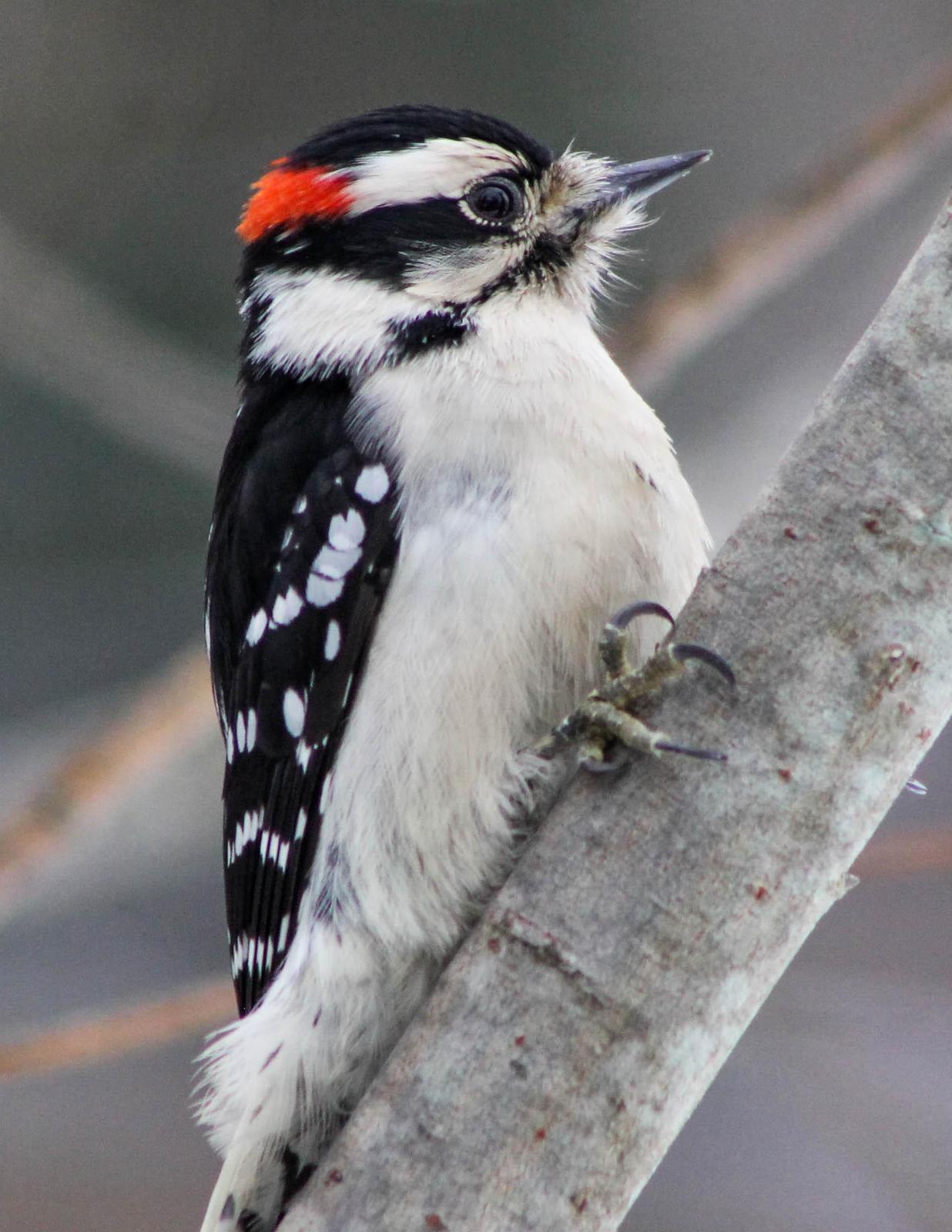 Downy Woodpecker Photo by Roy Morris
