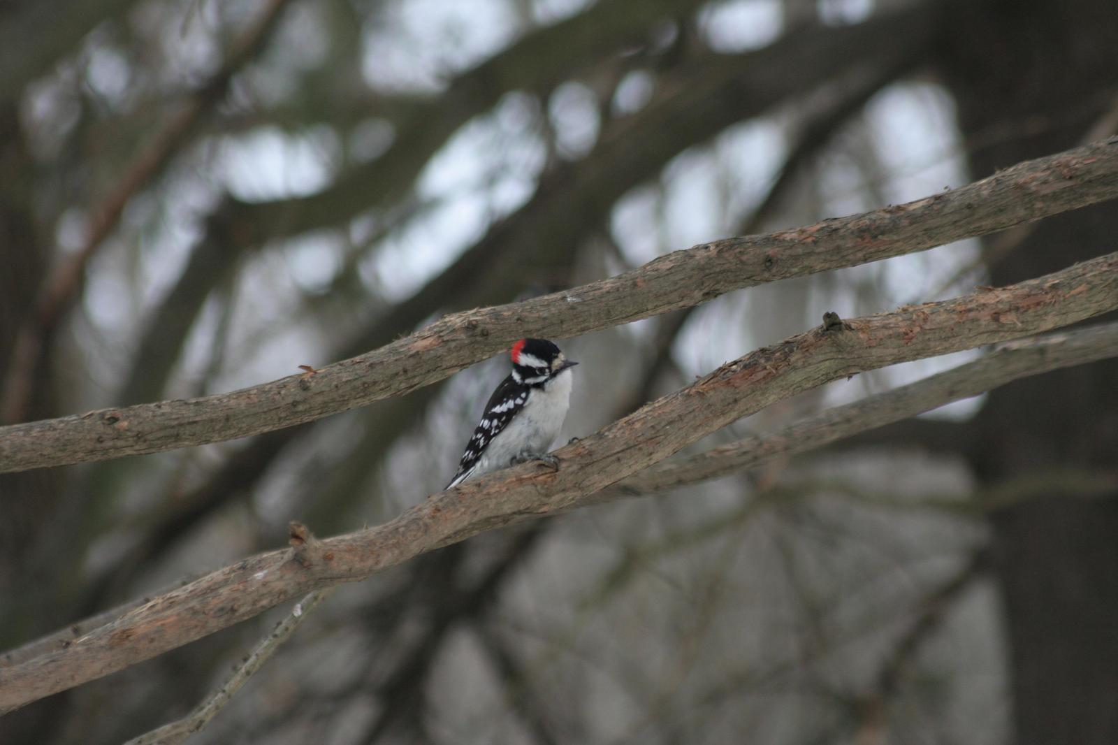Downy Woodpecker Photo by Darrin Menzo