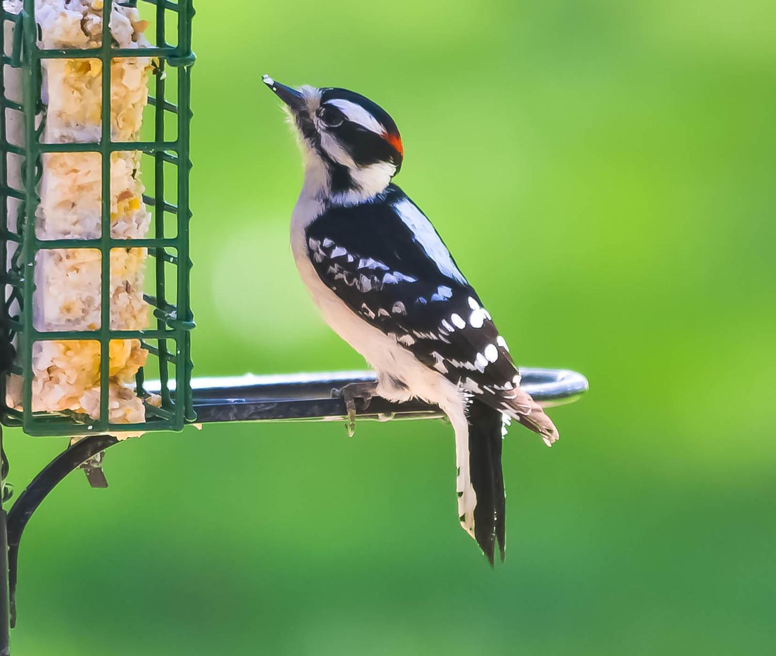 Downy Woodpecker Photo by Wally Wenzel
