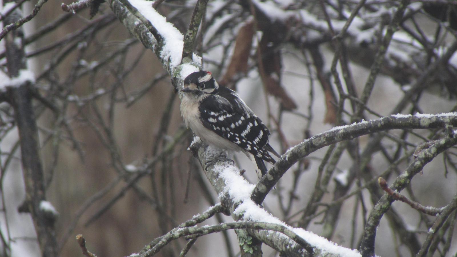 Downy Woodpecker Photo by Michelle Malaski