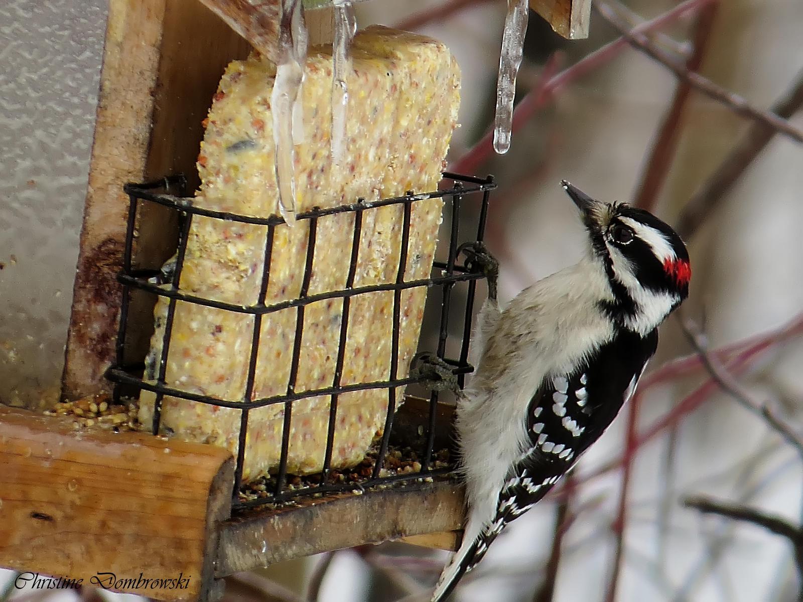 Downy Woodpecker Photo by Christine Dombrowski