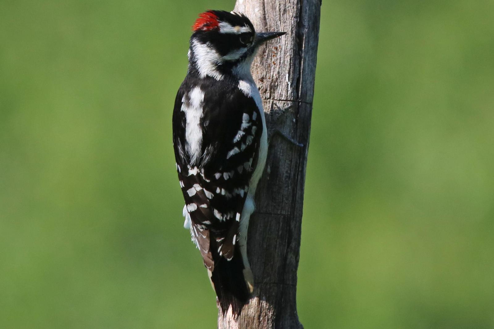 Downy Woodpecker Photo by Kristy Baker