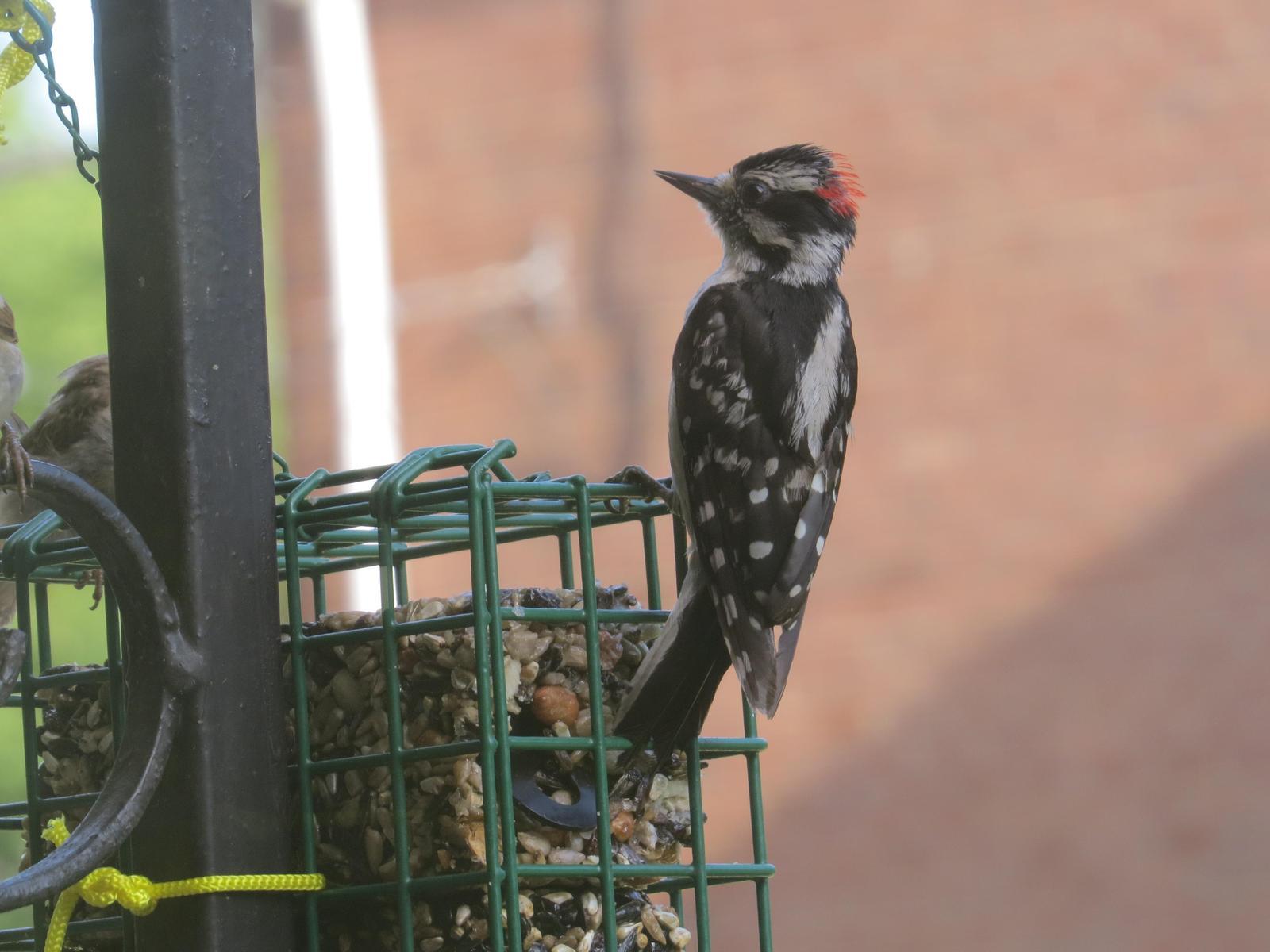 Downy Woodpecker Photo by Kathy Wooding